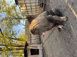 Femela Ciobănesc Caucazian  - imagine 4