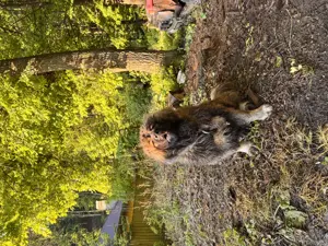 Femela Ciobănesc Caucazian 