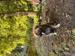 Femela Ciobănesc Caucazian  - imagine 5