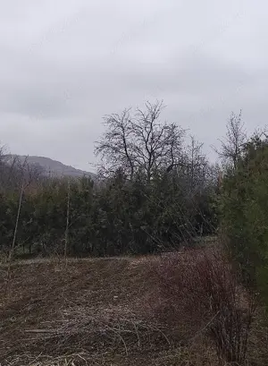 Teren intravilan Miroslava