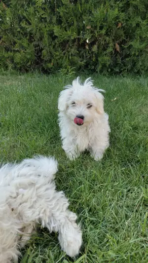 Pui Bichon Maltez 4 luni si deparazitare - imagine 3 Pui Bichon Maltez 4 luni si deparazitare - imagine 3