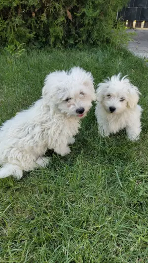 Pui Bichon Maltez 4 luni si deparazitare - imagine 2 Pui Bichon Maltez 4 luni si deparazitare - imagine 2