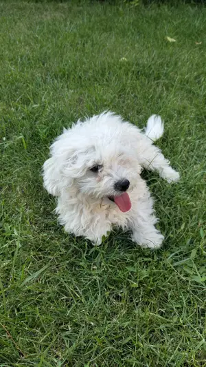 Pui Bichon Maltez 4 luni si deparazitare - imagine 4 Pui Bichon Maltez 4 luni si deparazitare - imagine 4