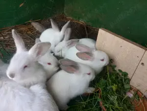 Iepurasi Urias de Transilvania - cadou de Pasti - imagine 3