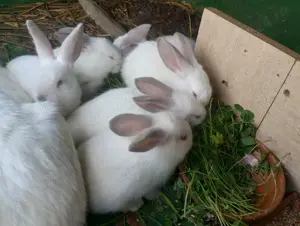 Iepurasi Urias de Transilvania - cadou de Pasti - imagine 5