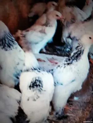 Vind puii de rasă Brahan puicuțe Herman deschis 