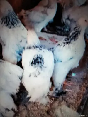 Vind puii de rasă Brahan puicuțe Herman deschis  - imagine 2