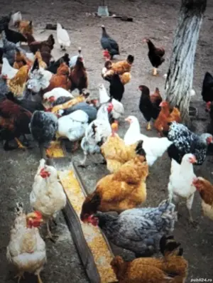 Vind pui de rasă Brahan 