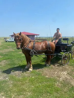 Vând armăsar greu - imagine 3