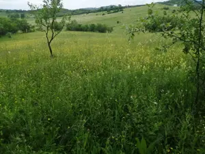 Vand 4777 mp teren in Posesti, judetul Prahova - imagine 5