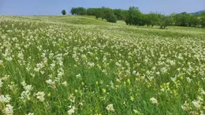 Vand 4777 mp teren in Posesti, judetul Prahova - imagine 7