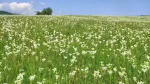 Vand 4777 mp teren in Posesti, judetul Prahova - imagine 6