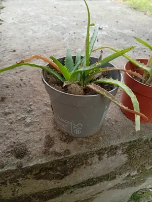 Vand flori la ghiveci - imagine 4