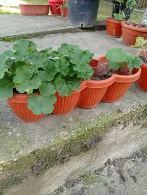 Vand flori la ghiveci - imagine 5