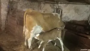 vaci cu lapte cu sau fără viței  - imagine 3