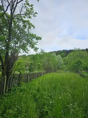 TEREN VANZARE VALEA DOFTANEI - imagine 3