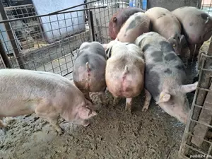 Porci rase de carne diferite greutati !!! - imagine 2