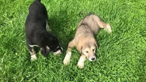 Ciobănesc de Asia Centrală 