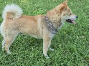 Shiba Inu mascul superb 2 ani - imagine 3 Shiba Inu mascul superb 2 ani - imagine 3