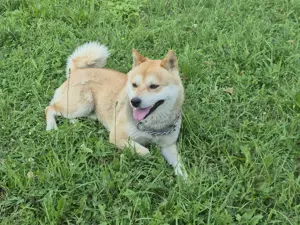 Shiba Inu mascul superb 2 ani disponibil servicii