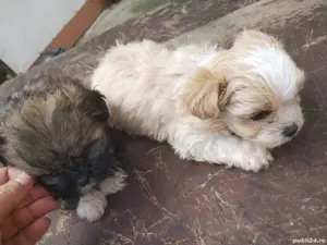 bichon havanez