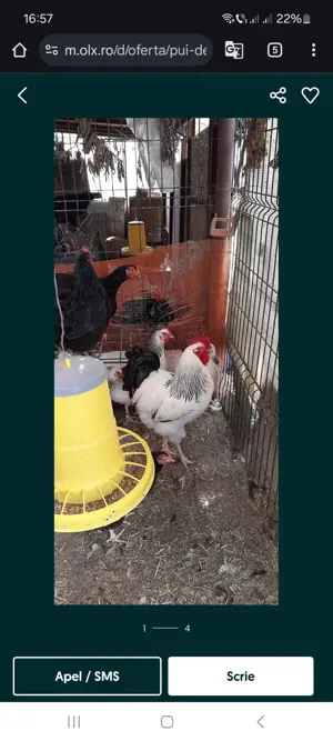 vând oua pentru incubat si pui rasele Australorp,Susex,Marans,Araucana