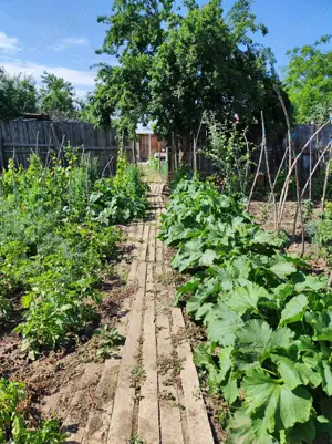 Casa, curte si teren 2780 mp - imagine 5