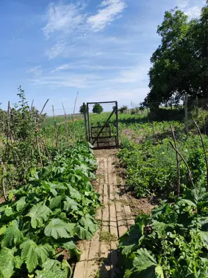 Casa, curte si teren 2780 mp - imagine 7