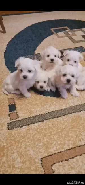 Vand puiuti de bichon
