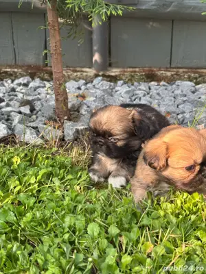 Pechinez Imperial - imagine 5