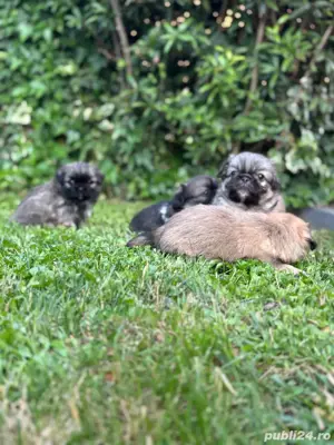 Pechinez Imperial - imagine 3