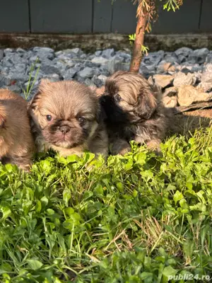 Pechinez Imperial - imagine 4