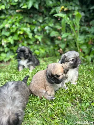 Pechinez Imperial - imagine 2