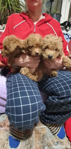  Pudel talie toy - imagine 2