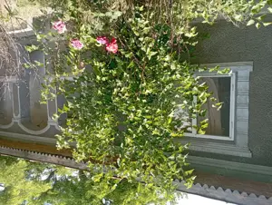 Vând casa in comuna Dragoș Voda - imagine 5