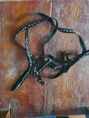 lesa pisici si saini mici noua