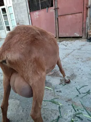 7 capre cu lapte 4 iede  500 de lei la grămadă  - imagine 2