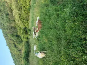 7 capre cu lapte 4 iede  500 de lei la grămadă 