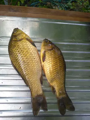 Teren  agricol și  de agrement cu iaz cu pește  intravilan  Dorohoi  - imagine 3