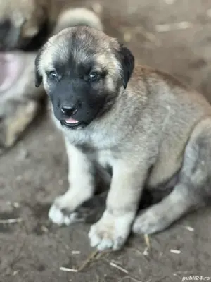 kangal cauta casa noua! - imagine 3