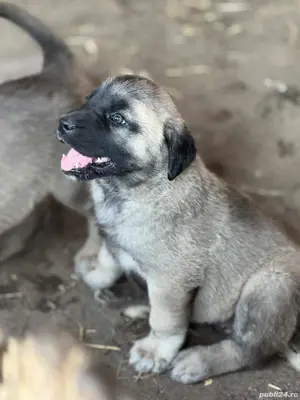 kangal cauta casa noua! - imagine 2