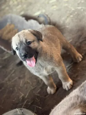 kangal cauta casa noua!