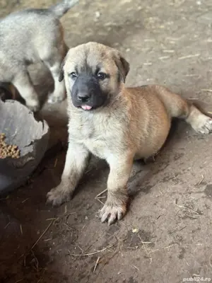 kangal cauta casa noua! - imagine 4