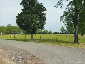 Proprietar vând teren intravilan in Sofronea 16522 mp - imagine 3