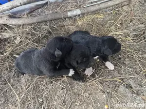 Pui Ciobanesc corb  - imagine 4