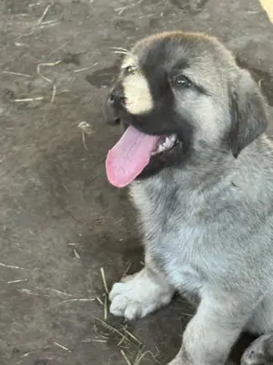 Căței de kangal din părinți foarte buni de paza  - imagine 2