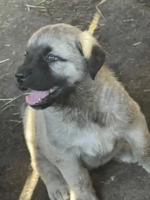 Căței de kangal din părinți foarte buni de paza  - imagine 3