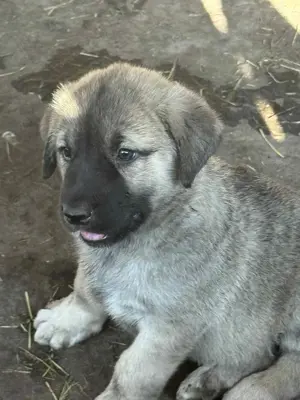 Căței de kangal din părinți foarte buni de paza  - imagine 4