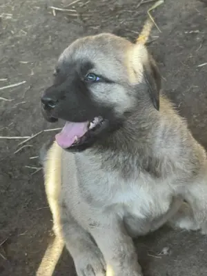 Căței de kangal din părinți foarte buni de paza  - imagine 5