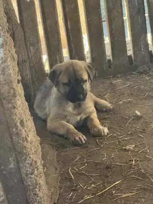 Căței de kangal din părinți foarte buni de paza 